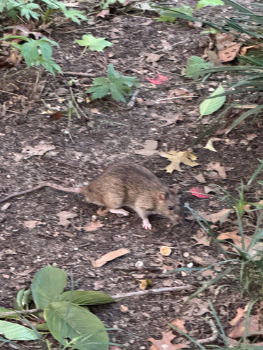 Rat photographed near here on 2026-09-23