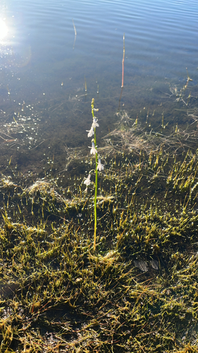 Water Lobelia