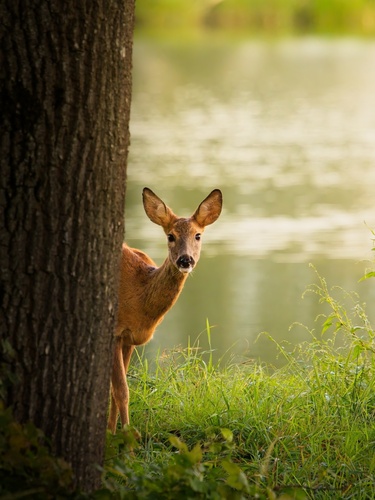 Western Roe Deer