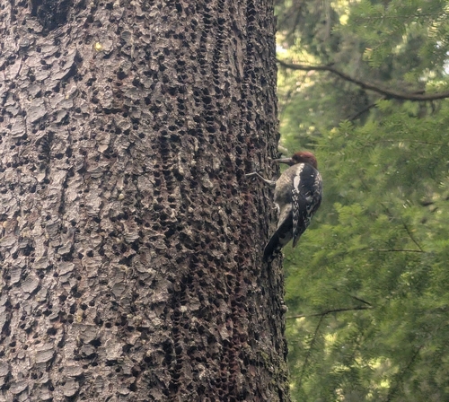 Red-breasted Sapsucker