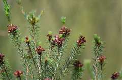 Pultenaea weindorferi
