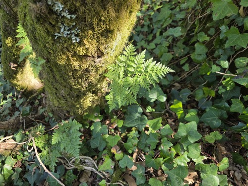 Davallia canariensis, photograph 1