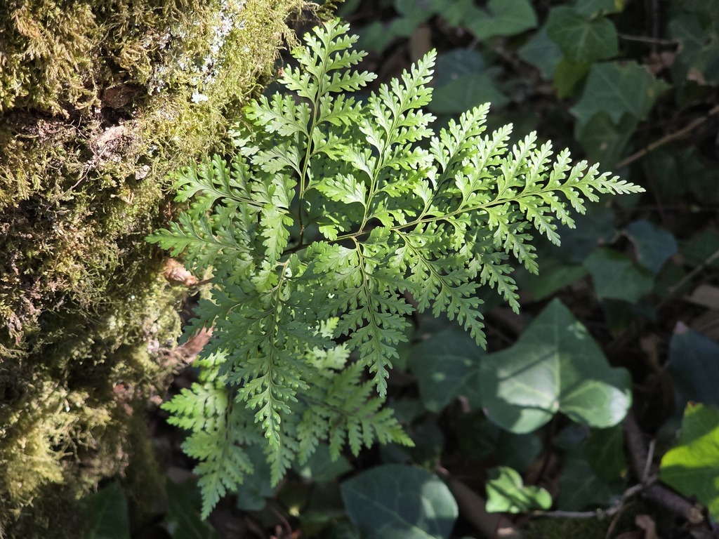 Davallia canariensis; photograph (c) Cesar Ormazabal, some rights reserved (CC BY)