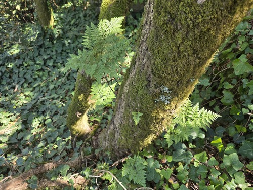 Davallia canariensis, photograph 2