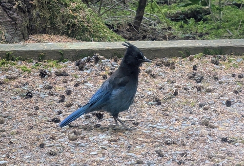 Steller's Jay