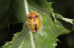 Cassida vibex