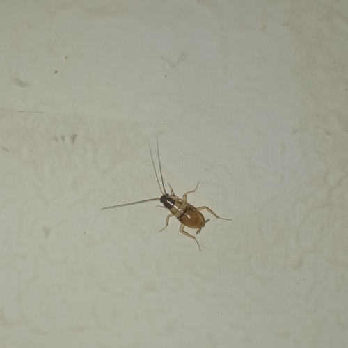 Brown-banded Cockroach