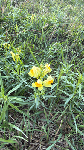 common toadflax