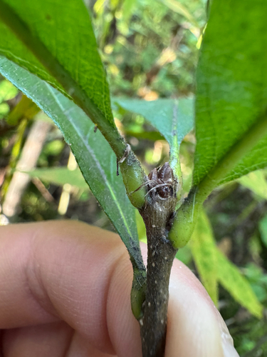 Quercus bicolor, photograph 2