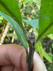 (c) Shanze Yoell, some rights reserved (CC BY) Quercus bicolor, photograph (c) Shanze Yoell, some rights reserved (CC BY)