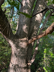 (c) Shanze Yoell, some rights reserved (CC BY) Quercus bicolor, photograph (c) Shanze Yoell, some rights reserved (CC BY)