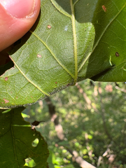 (c) Shanze Yoell, some rights reserved (CC BY) Quercus bicolor, photograph (c) Shanze Yoell, some rights reserved (CC BY)
