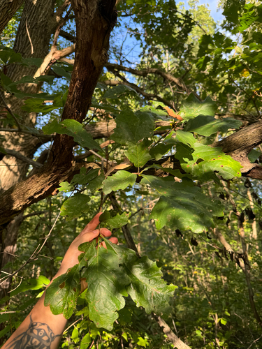 Quercus bicolor