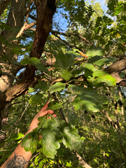 Quercus bicolor