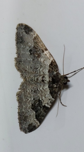 Garden Carpet