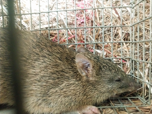 Northern Brown Bandicoot