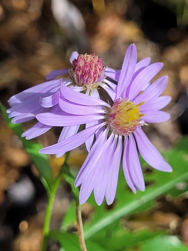 Symphyotrichum ciliolatum, photograph 1