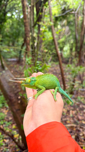 Trioceros jacksonii observed 2026-09-17