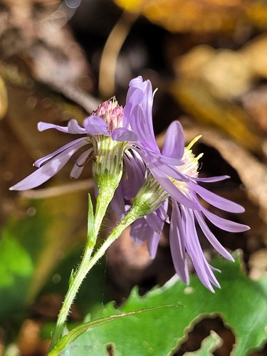 Symphyotrichum ciliolatum, photograph 2