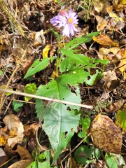 Symphyotrichum ciliolatum, photograph (c) Robyn Perkins, some rights reserved (CC BY)