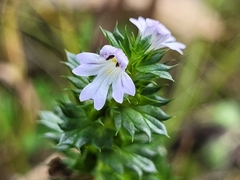 Euphrasia nemorosa