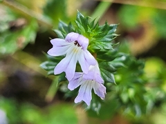 Euphrasia nemorosa, photograph (c) Robyn Perkins, some rights reserved (CC BY)