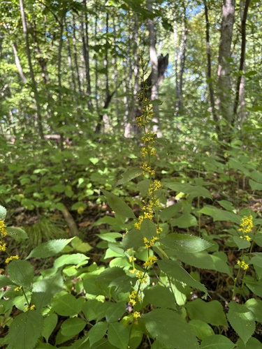 broad-leaved goldenrod
