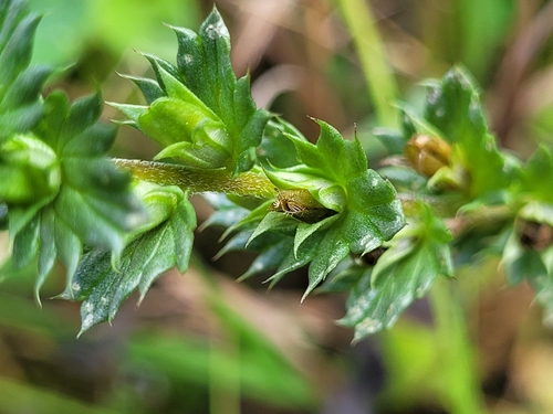Euphrasia nemorosa, photograph 2