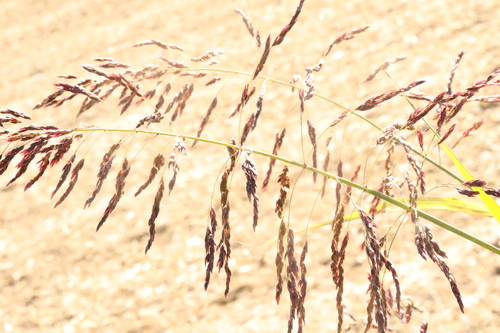 Johnson grass