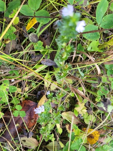 Euphrasia nemorosa, photograph 3