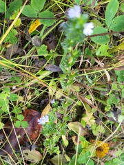 Euphrasia nemorosa, photograph (c) Robyn Perkins, some rights reserved (CC BY)