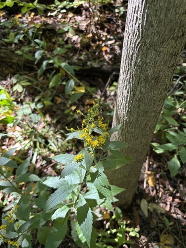 elm-leaved goldenrod