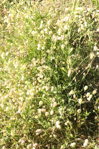 bladder campion