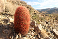 Ferocactus cylindraceus lecontei