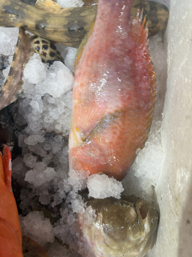 Azurio Tuskfish