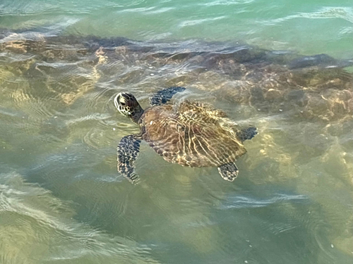 Green Sea Turtle