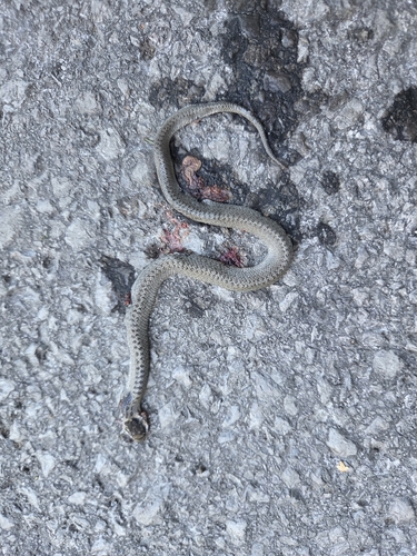 Smooth Snake
