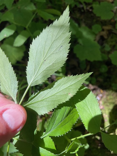 Zizia aurea