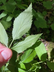 Zizia aurea