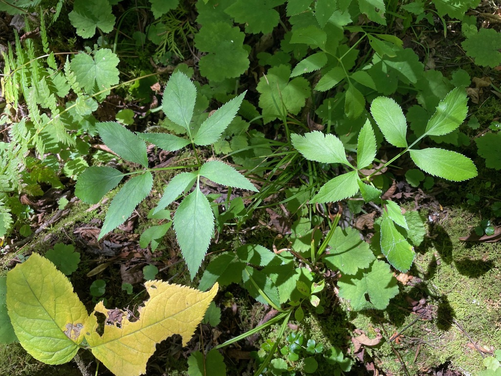Zizia aurea; photograph (c) Tom Scavo, some rights reserved (CC BY)