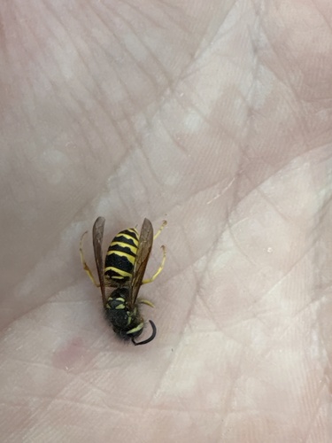 Eastern Yellowjacket