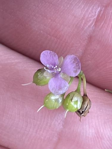 Murdannia nudiflora