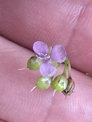 Murdannia nudiflora