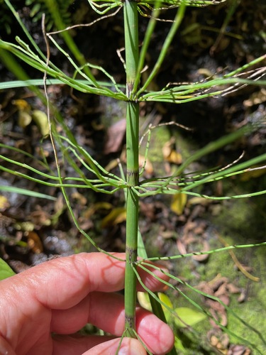 Equisetum fluviatile, photograph 4