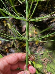 (c) Tom Scavo, some rights reserved (CC BY) Equisetum fluviatile, photograph (c) Tom Scavo, some rights reserved (CC BY)