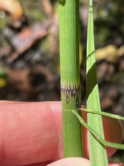(c) Tom Scavo, some rights reserved (CC BY) Equisetum fluviatile, photograph (c) Tom Scavo, some rights reserved (CC BY)