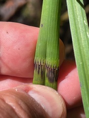 Equisetum fluviatile, photograph (c) Tom Scavo, some rights reserved (CC BY)