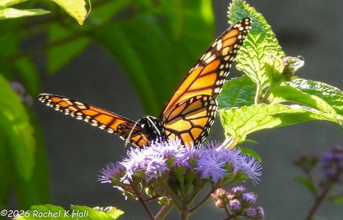 Monarch