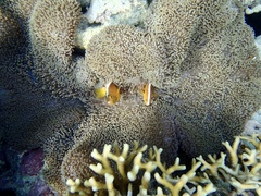 Amphiprion sandaracinos