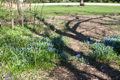 Scilla